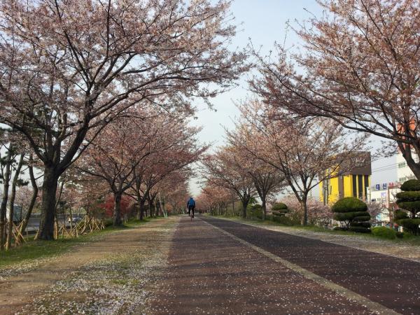 韓妞推介！10大釜山最美賞櫻熱點　 盡情在櫻花樹下拍唯美照